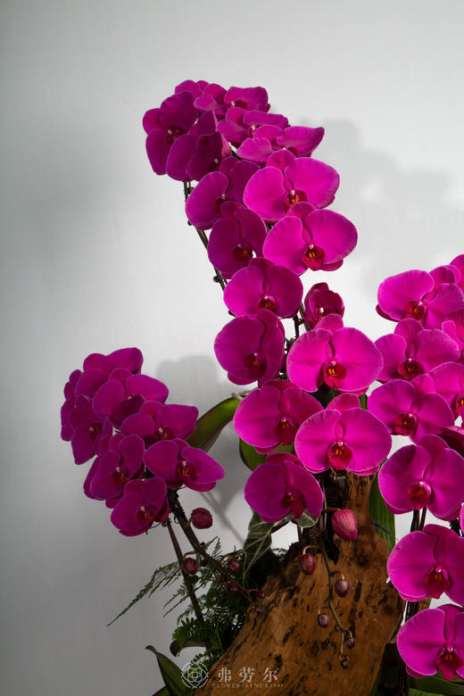 马跃春水绿 商品图2