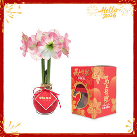 【新年款】粉白花-财源滚滚 石蜡朱顶红（不用浇水）