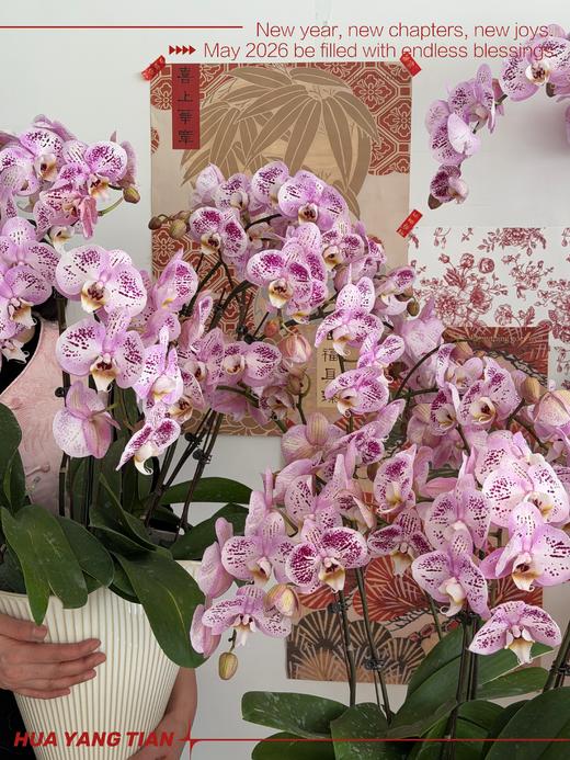 瑞气临门 · 蝴蝶兰盆栽 商品图0