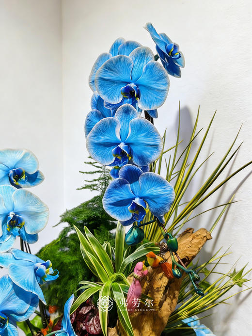 大展宏图 商品图4