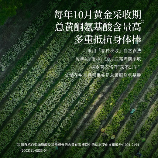 正安 浙江桐乡菊花 轻松拿下火气 菊花茶 办公室茶饮花草茶 朵大香甜润爽 优质原材 菊花60g/罐 商品图7