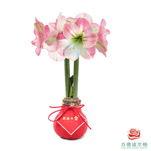 【新年款】粉白花-日进斗金  石蜡朱顶红（不用浇水） 商品图1