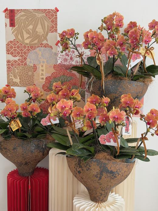 喜乐长安 · 蝴蝶兰盆栽 商品图1