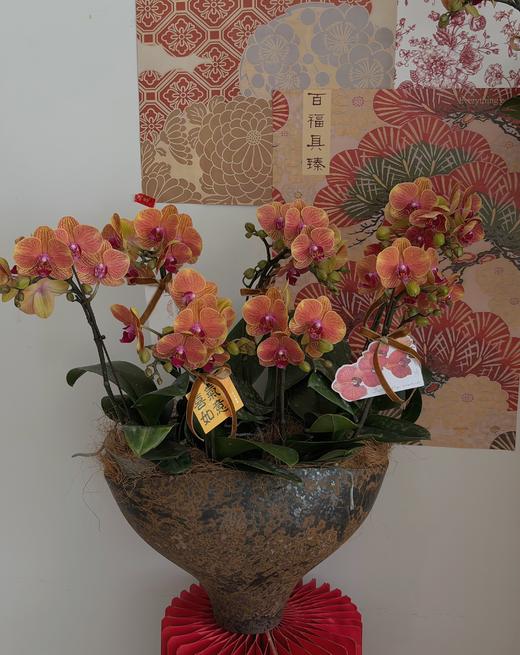 喜乐长安 · 蝴蝶兰盆栽 商品图0