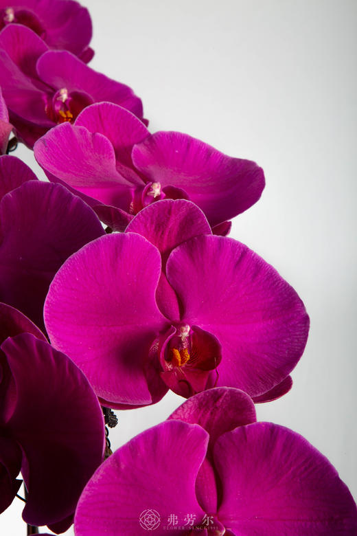 马跃春水绿 商品图4