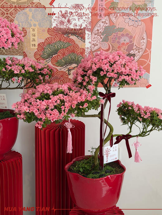鸿运吉祥 · 杜鹃花盆栽2 商品图1