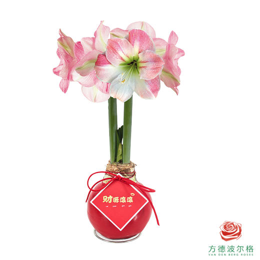 【新年款】粉白花-财源滚滚 石蜡朱顶红（不用浇水） 商品图1