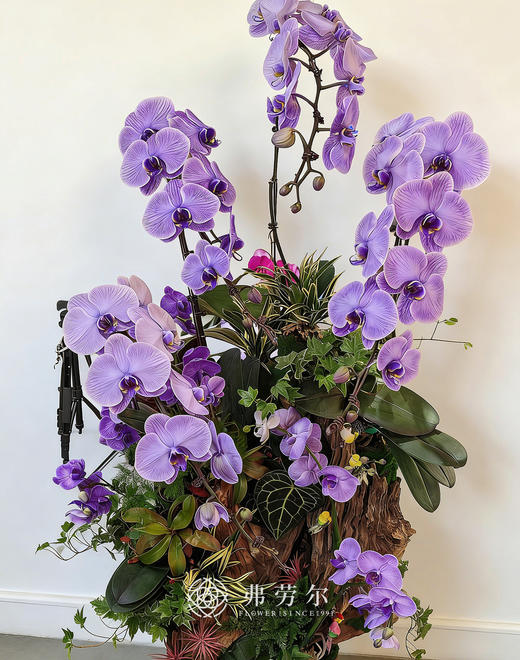 天马行空 商品图4