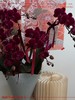 花开见福 · 蝴蝶兰盆栽 商品缩略图0