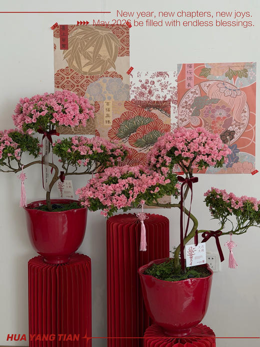 鸿运吉祥 · 杜鹃花盆栽2 商品图0