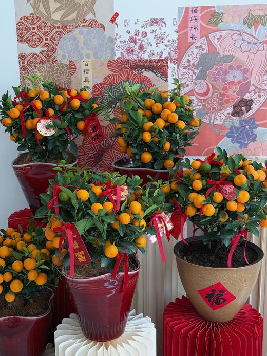 金马迎春 · 金桔盆栽 商品图3