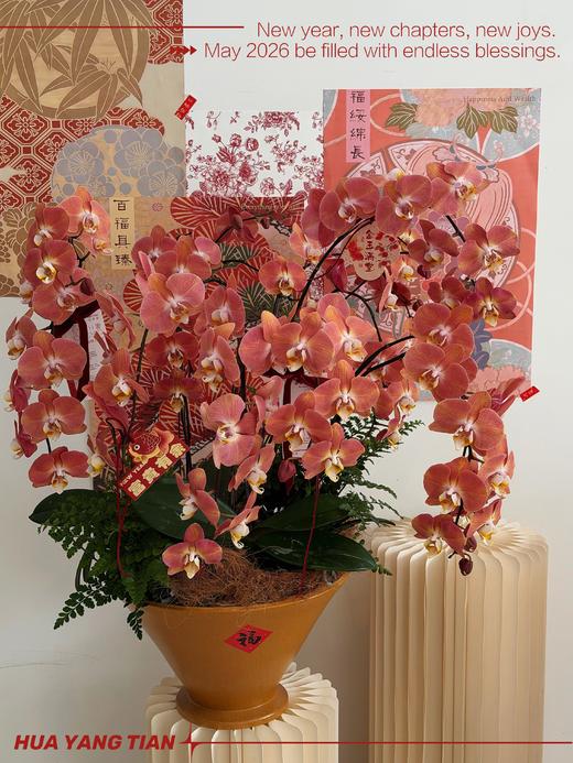 锦绣未央 · 蝴蝶兰盆栽 商品图0