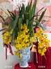 福满花枝 · 大花蕙兰盆栽 商品缩略图3