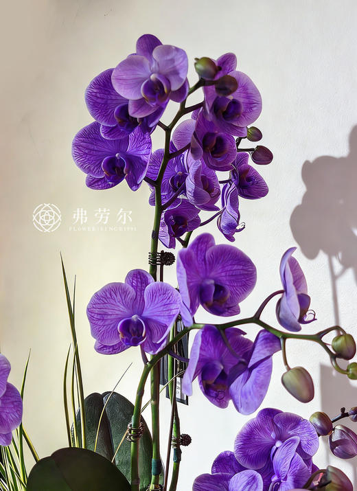 如日方升 商品图3