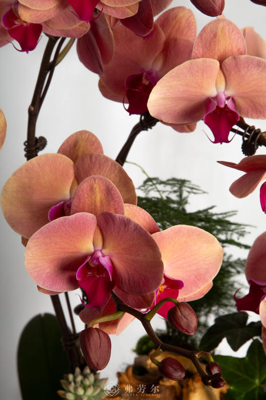 马驰平安道 商品图2