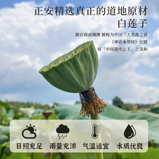 正安 湖南湘潭白莲子 农会金奖日晒低烘粒大饱满 优质原材 甘平下火降燥温养口感粉糯清甜 滋润秋冬煲汤食材家庭糖水四神汤 去芯莲子250g/罐 商品图4