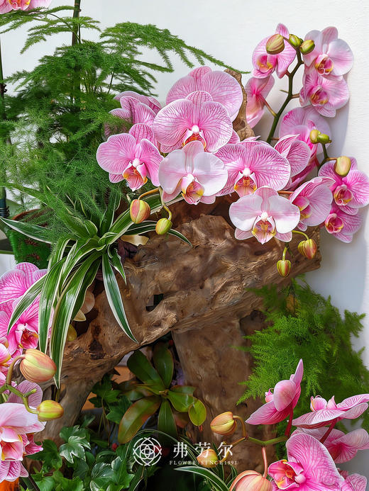 康庄大道 商品图3