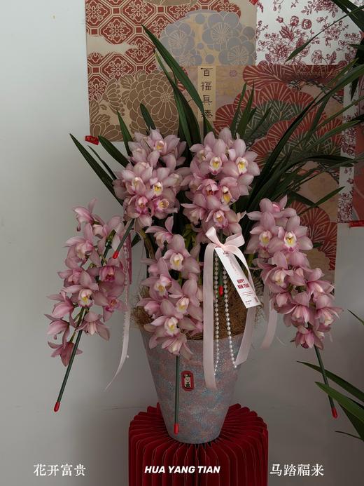 福满花枝 · 大花蕙兰盆栽 商品图1