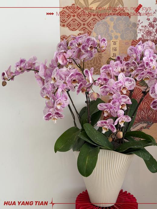 瑞气临门 · 蝴蝶兰盆栽 商品图2