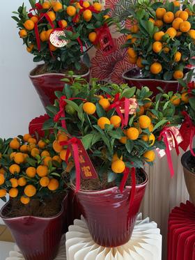 金马迎春 · 金桔盆栽