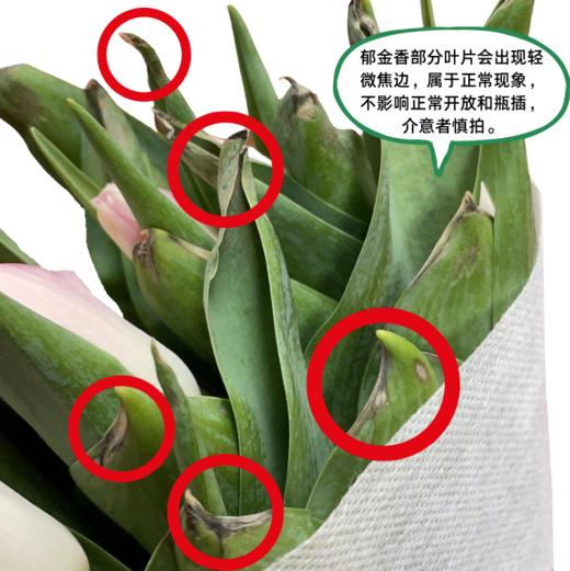 风信子+郁金香小样装  5枝1扎  （风信子2枝+郁金香2枝，长度20公分，品种随机） 商品图2