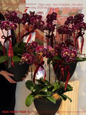 喜乐安康 · 蝴蝶兰盆栽