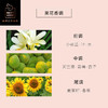 青梅煮雨100ml 商品缩略图3