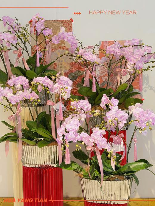 万事顺遂 · 蝴蝶兰盆栽 商品图1