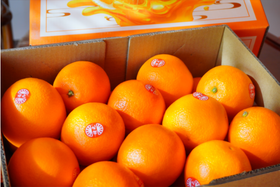 【年货节】花斑橙礼盒/【TC】