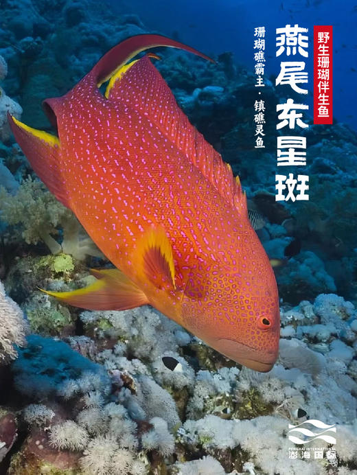 东星燕尾石斑礼盒（净重5斤） 商品图1