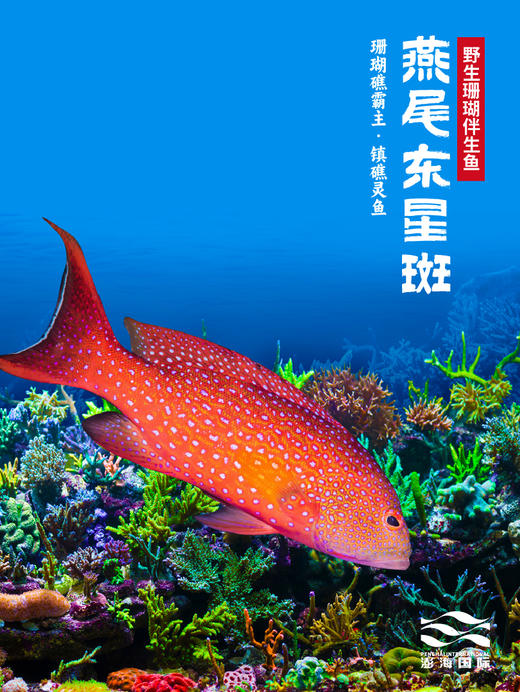 东星燕尾石斑礼盒（净重5斤） 商品图2