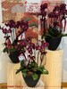 喜乐安康 · 蝴蝶兰盆栽 商品缩略图2