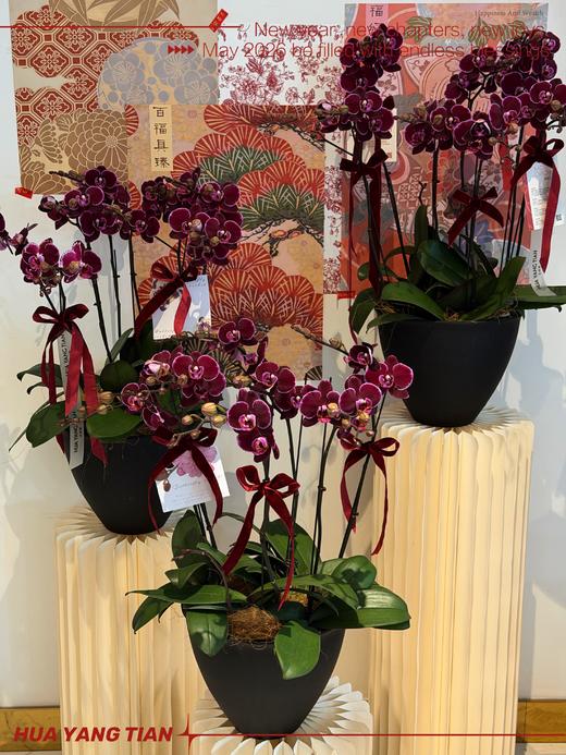 喜乐安康 · 蝴蝶兰盆栽 商品图2