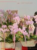 万事顺遂 · 蝴蝶兰盆栽 商品缩略图3
