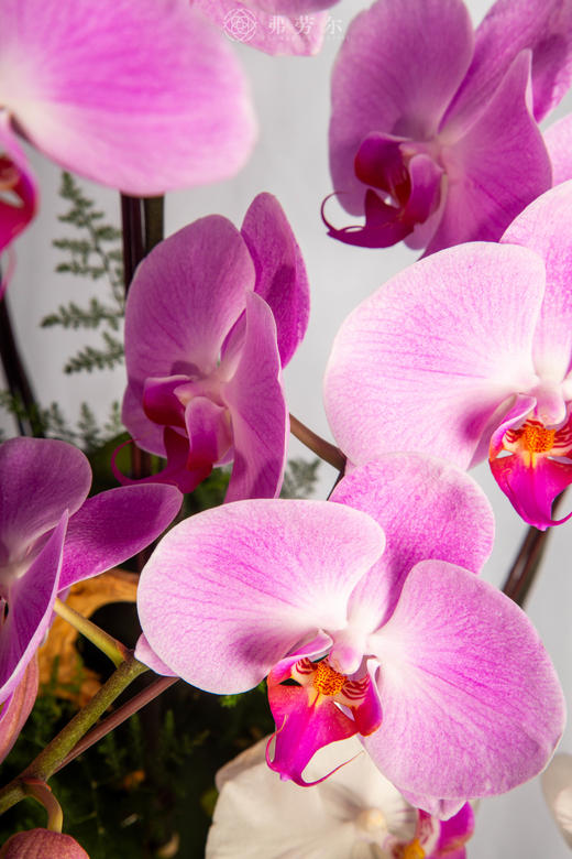 马跃幸福门 商品图3