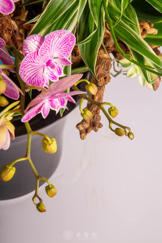 立马定乾坤 商品图4