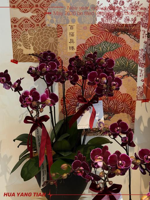 喜乐安康 · 蝴蝶兰盆栽 商品图3