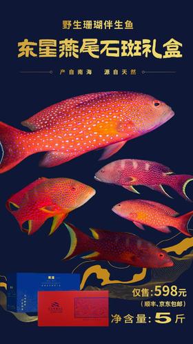 东星燕尾石斑礼盒（净重5斤）
