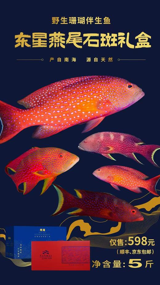 东星燕尾石斑礼盒（净重5斤） 商品图0