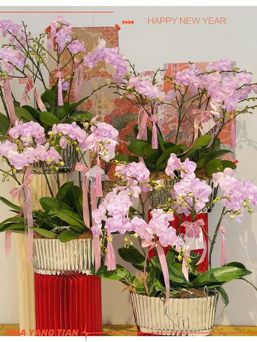 万事顺遂 · 蝴蝶兰盆栽 商品图2