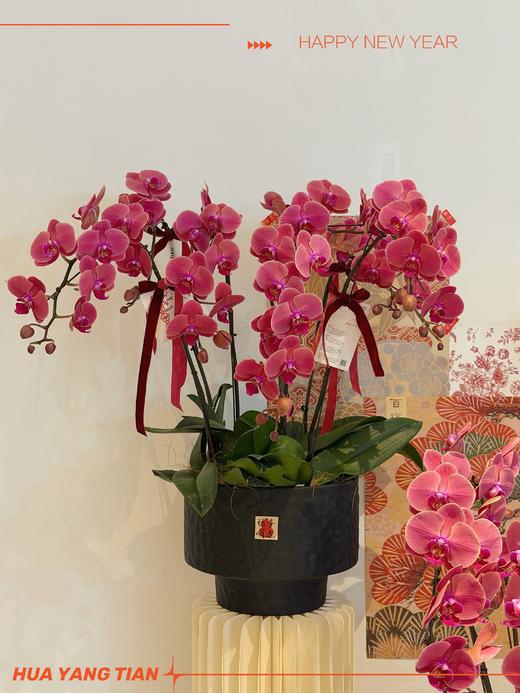 策马迎福 · 蝴蝶兰盆栽 商品图3