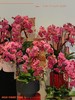 策马迎福 · 蝴蝶兰盆栽 商品缩略图2