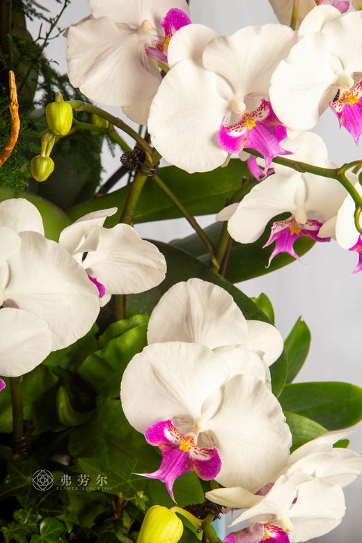 马跃幸福门 商品图4