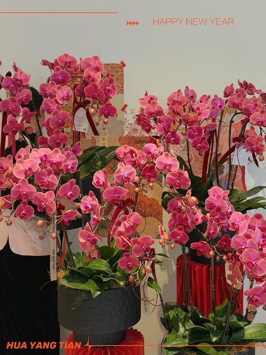 策马迎福 · 蝴蝶兰盆栽 商品图0