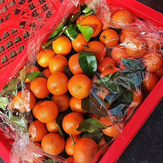 【日配鲜食】砂糖橘礼盒 净果约4.6斤 丰富维C 满口爆汁（下单后3日内提配） 商品图1