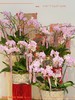 万事顺遂 · 蝴蝶兰盆栽 商品缩略图0