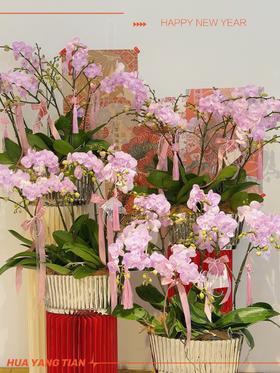 万事顺遂 · 蝴蝶兰盆栽
