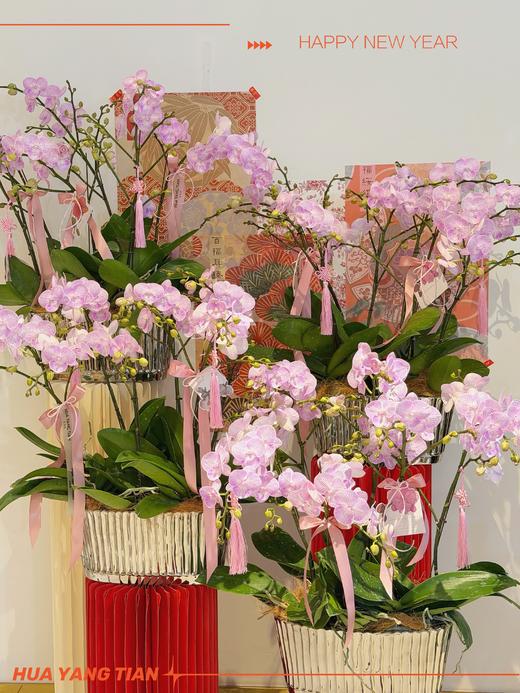 万事顺遂 · 蝴蝶兰盆栽 商品图0