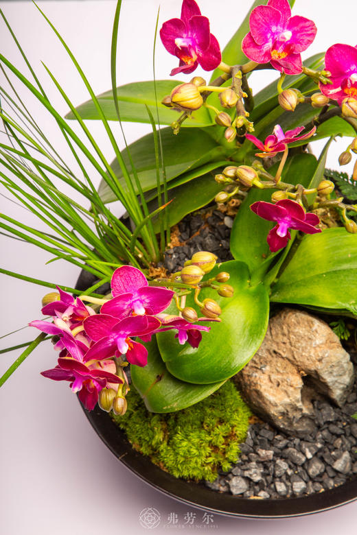 新春添马力 商品图2