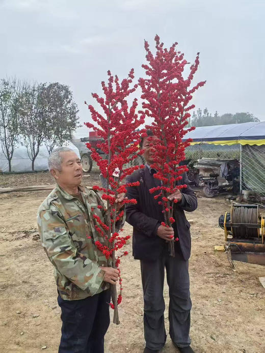 【单枝独秀】冬青（富贵子）红色  各规格 商品图4